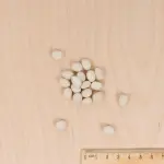 Légumes Secs - Haricot Nain à Ecosser Coco Blanc Précoce  - MEDIA_3D